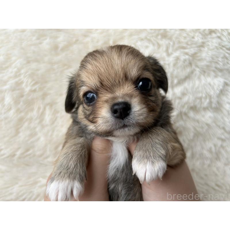 販売中の福岡県のチワワ(ロングコート)-454508の3枚目