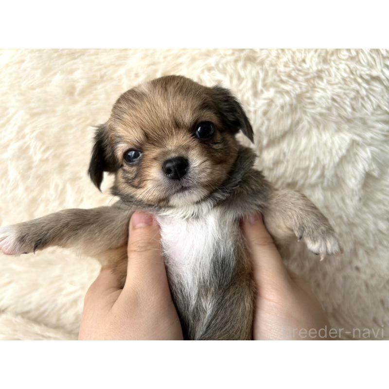 販売中の福岡県のチワワ(ロングコート)-454508の2枚目