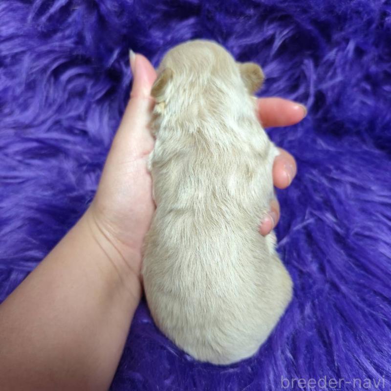 販売中の三重県のミックス犬-454507の3枚目