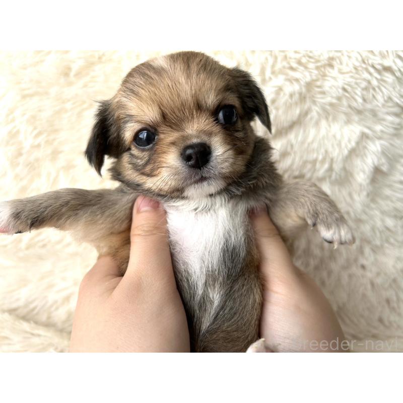 販売中の福岡県のチワワ(ロングコート)-454508