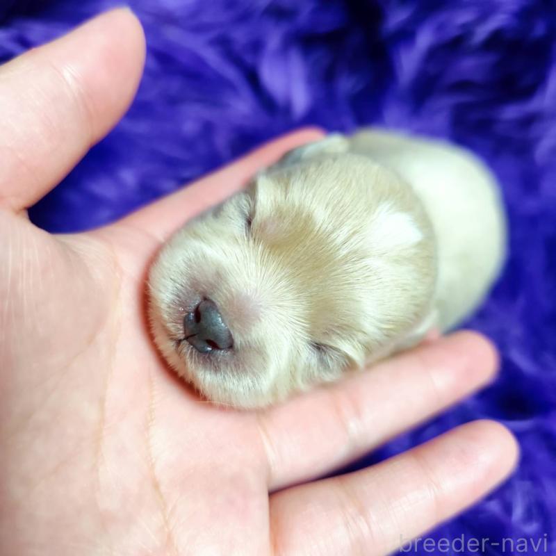 販売中の三重県のミックス犬-454507の2枚目