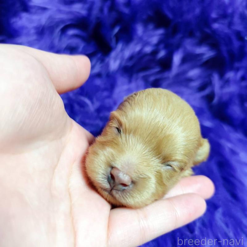 販売中の三重県のポメプー:ポメラニアン×トイプードル-454504の3枚目