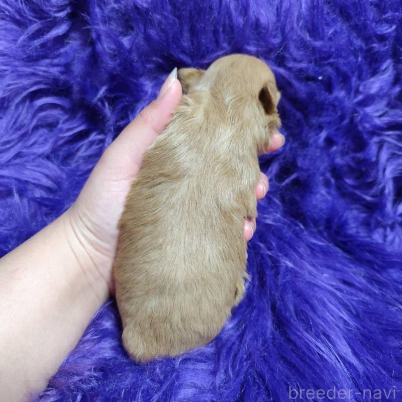 販売中の三重県のポメプー:ポメラニアン×トイプードル-454504の2枚目