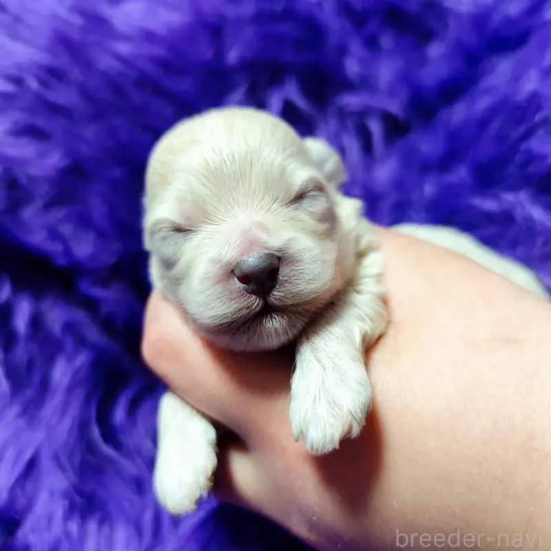 販売中の三重県のミックス犬-454509の3枚目