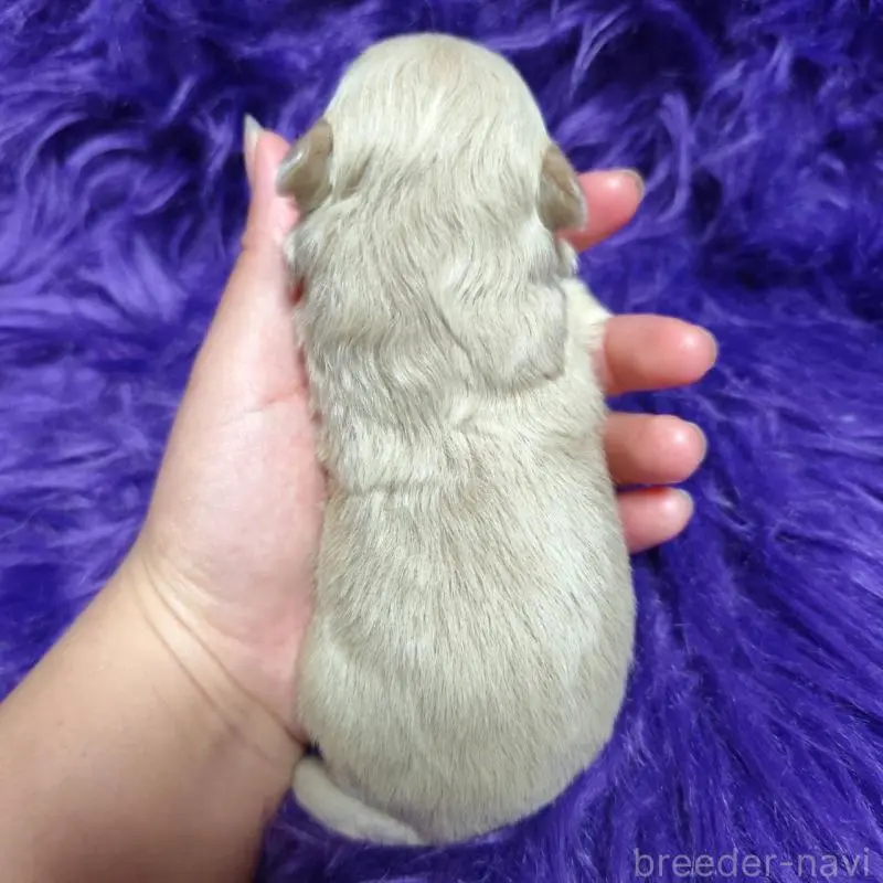 販売中の三重県のミックス犬-454509の2枚目