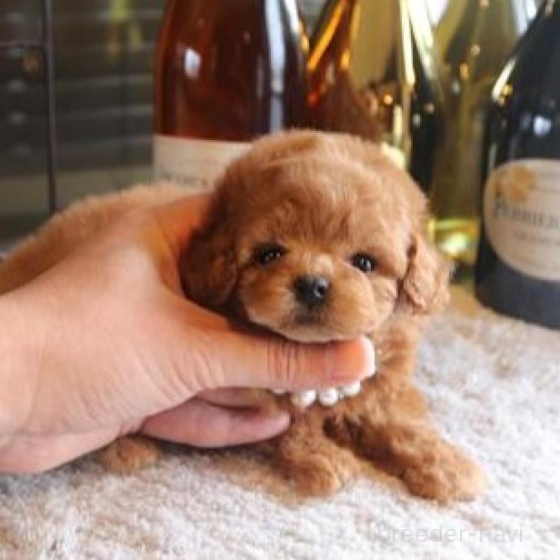 販売中の埼玉県のタイニープードル-454510の5枚目