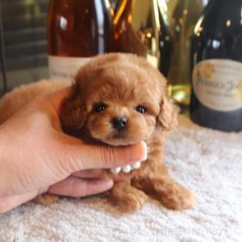 販売中の埼玉県のタイニープードル-454510の4枚目