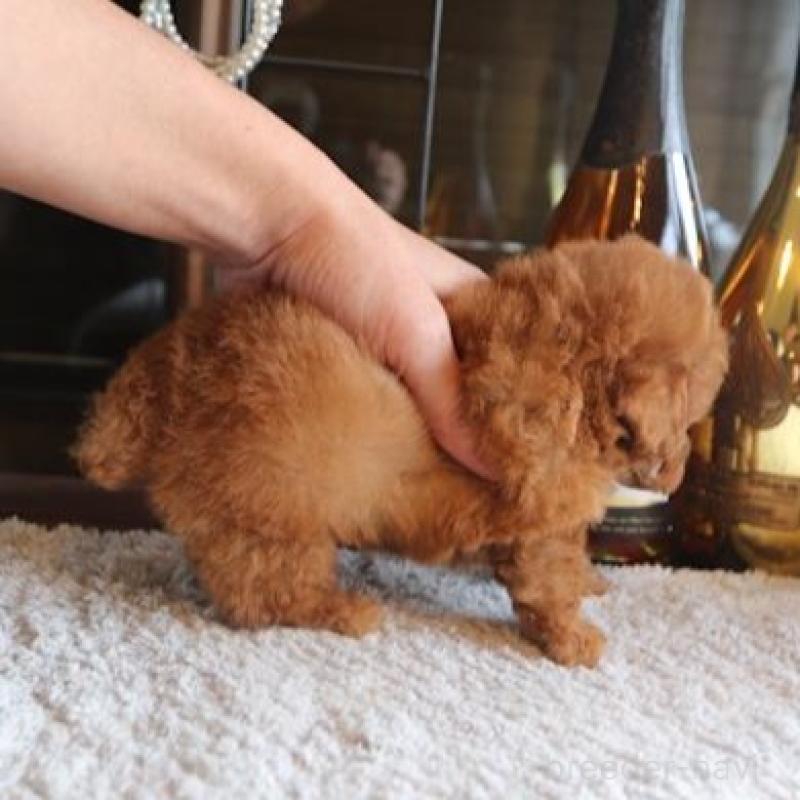 販売中の埼玉県のタイニープードル-454510の3枚目