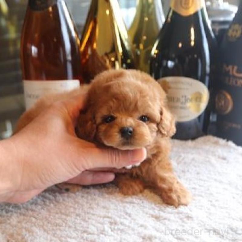 販売中の埼玉県のタイニープードル-454510の2枚目