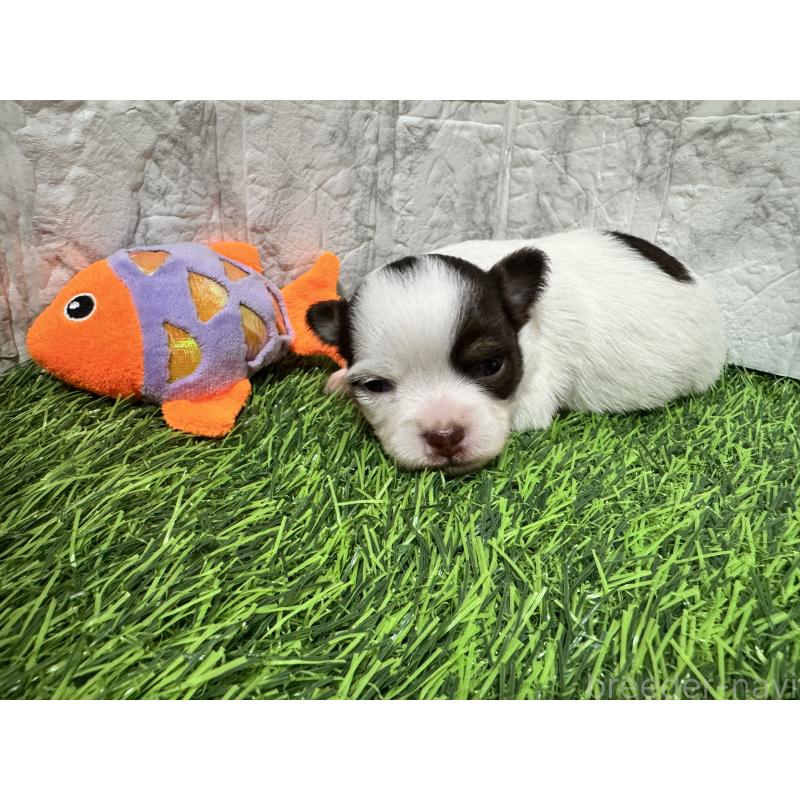 販売中の茨城県のチワワ(ロングコート)-452089の6枚目