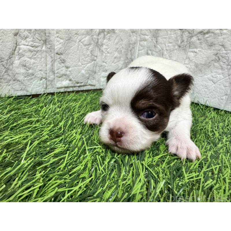 販売中の茨城県のチワワ(ロングコート)-452089の4枚目