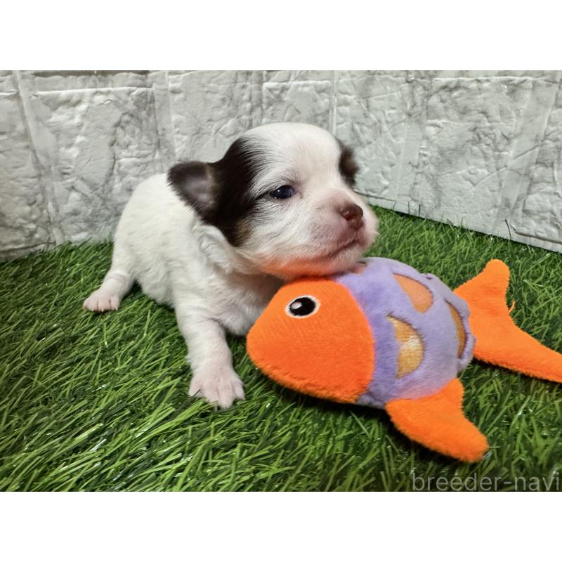 販売中の茨城県のチワワ(ロングコート)-452089の3枚目