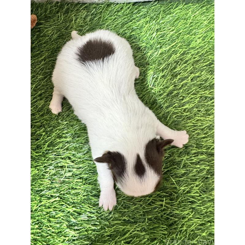 販売中の茨城県のチワワ(ロングコート)-452089の2枚目