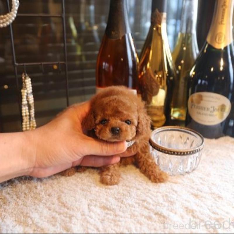 販売中の埼玉県のタイニープードル-454512の5枚目