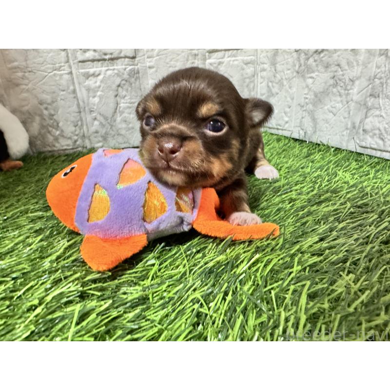 販売中の茨城県のチワワ(ロングコート)-454513の5枚目