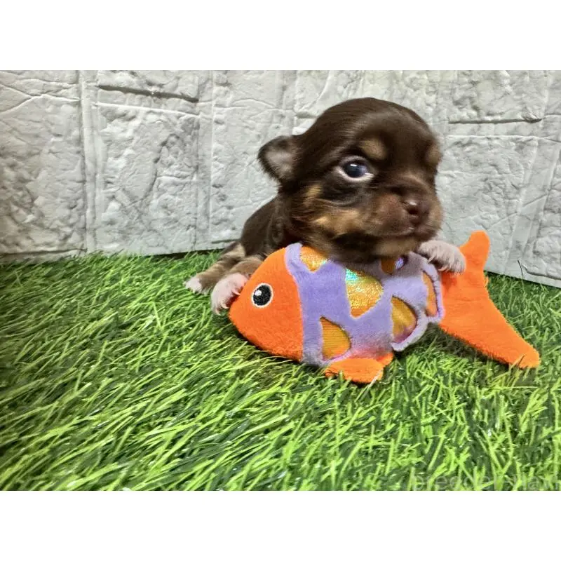 販売中の茨城県のチワワ(ロングコート)-454513の4枚目