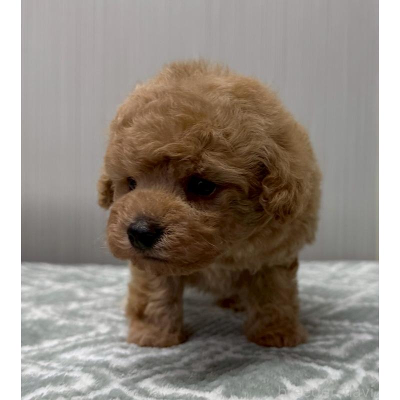 販売中の東京都のタイニープードル-454511の6枚目