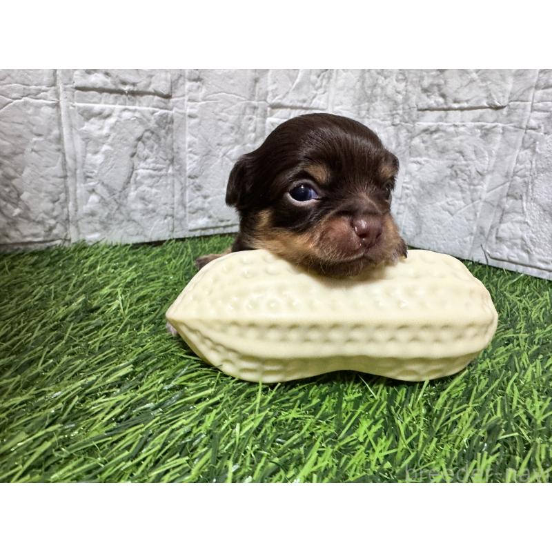 販売中の茨城県のチワワ(ロングコート)-454513の3枚目