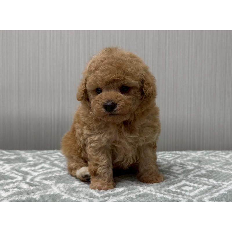 販売中の東京都のタイニープードル-454511の5枚目