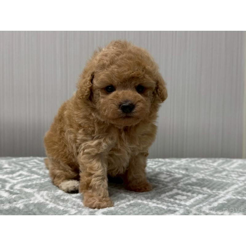 販売中の東京都のタイニープードル-454511の4枚目