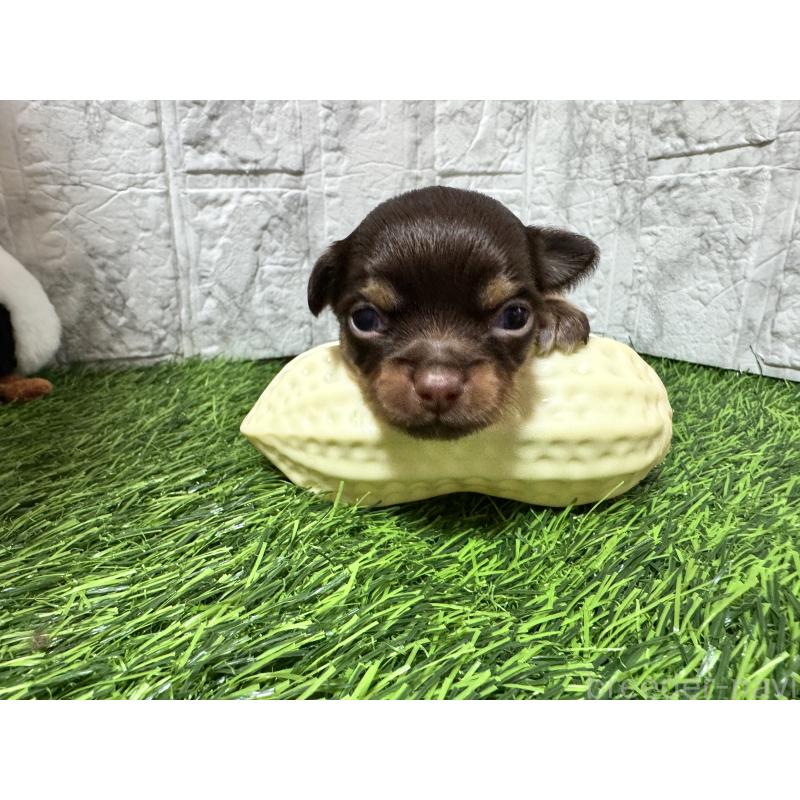 販売中の茨城県のチワワ(ロングコート)-454513の2枚目