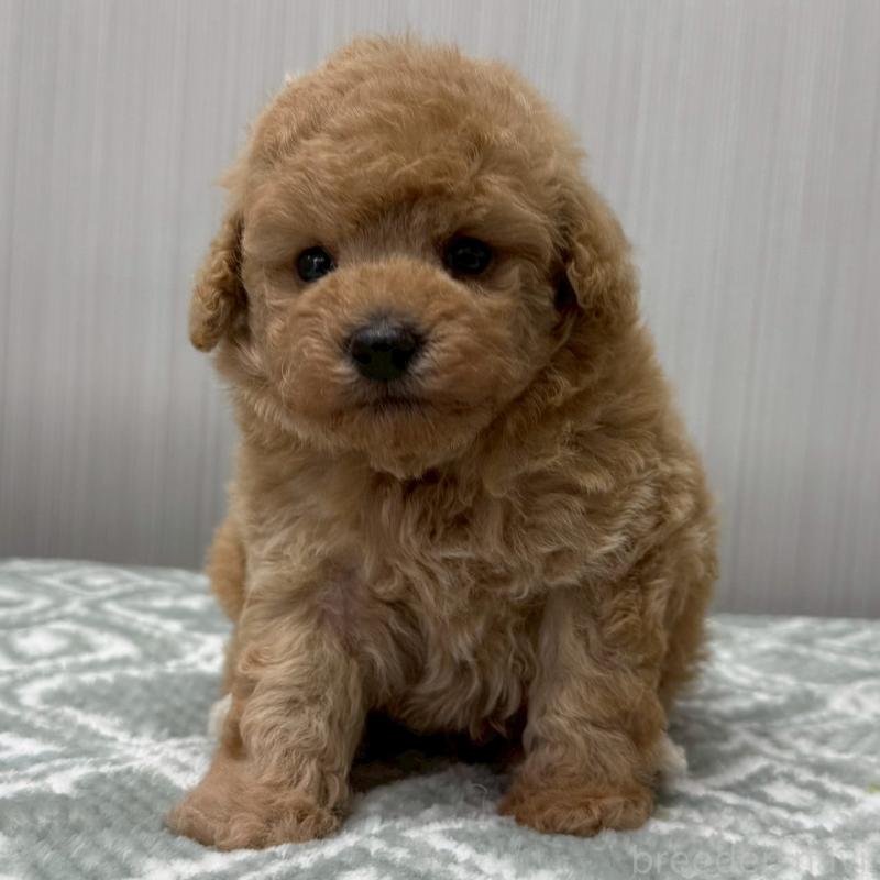 販売中の東京都のタイニープードル-454511の3枚目