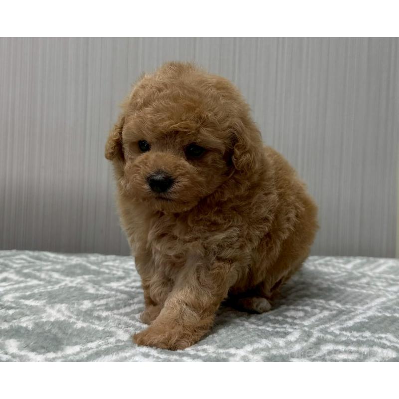 販売中の東京都のタイニープードル-454511の2枚目