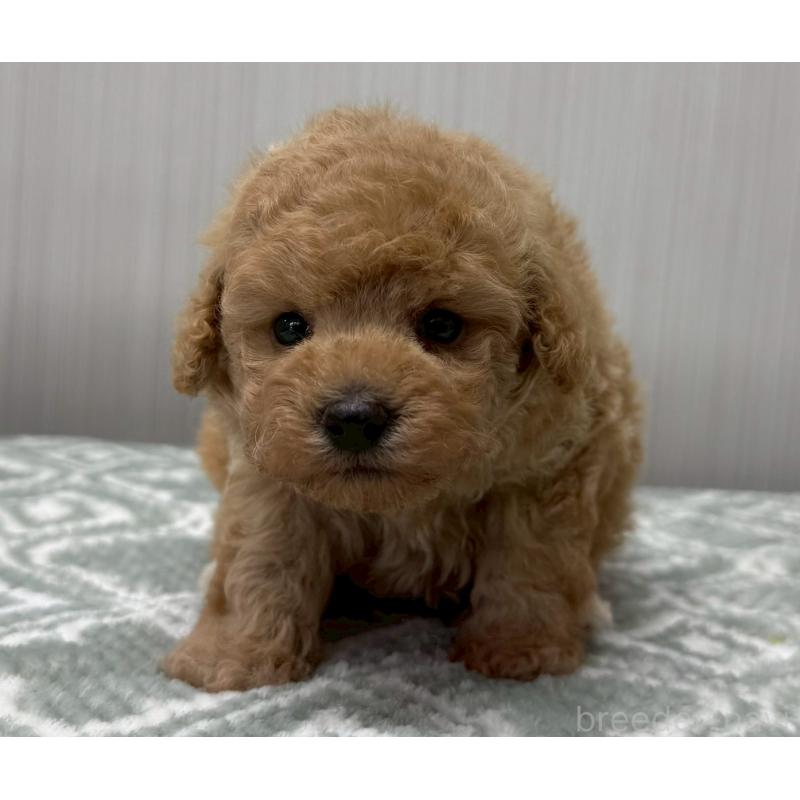 販売中の東京都のタイニープードル-454511