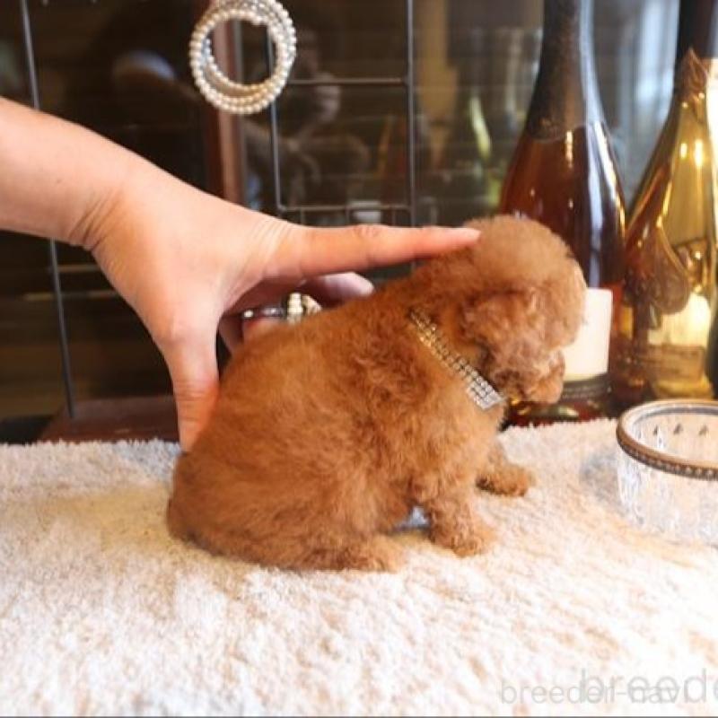 販売中の埼玉県のタイニープードル-454512の3枚目