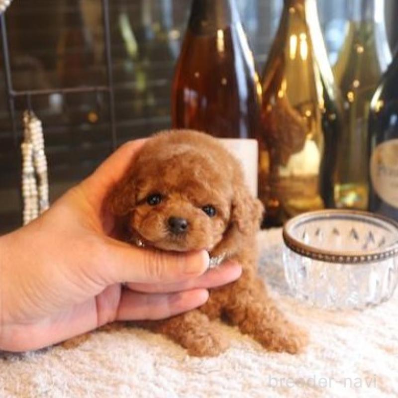 販売中の埼玉県のタイニープードル-454512の2枚目