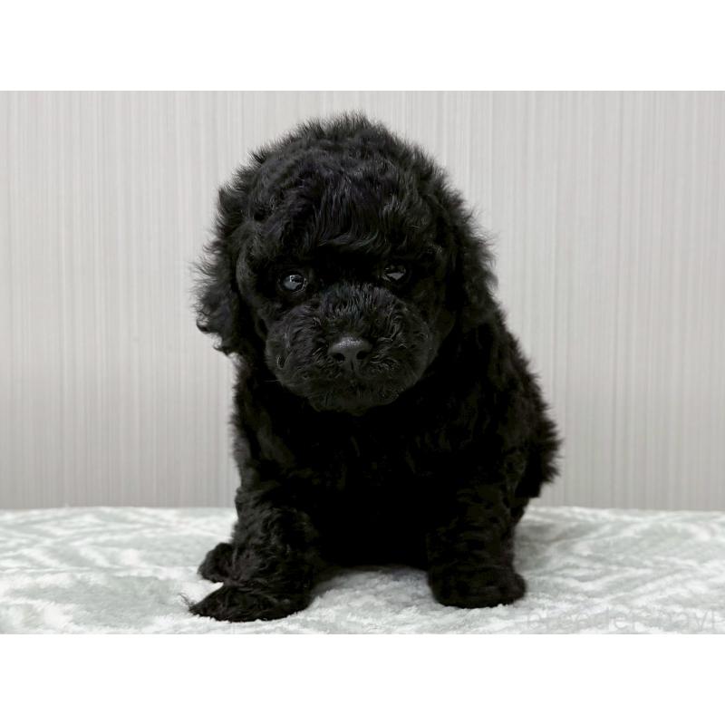 販売中の東京都のタイニープードル-454514の6枚目