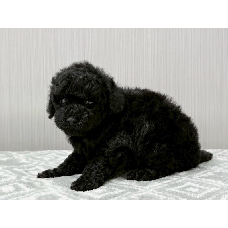 販売中の東京都のタイニープードル-454514の5枚目