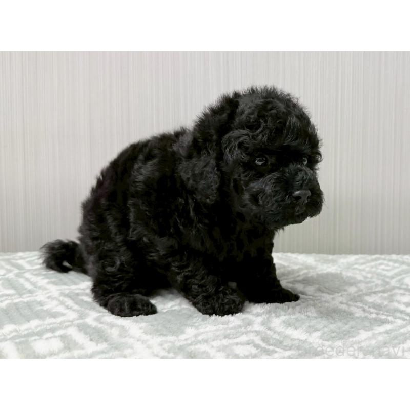 販売中の東京都のタイニープードル-454514の3枚目