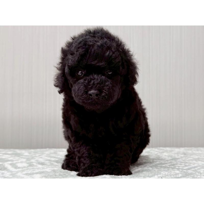 販売中の東京都のタイニープードル-454514