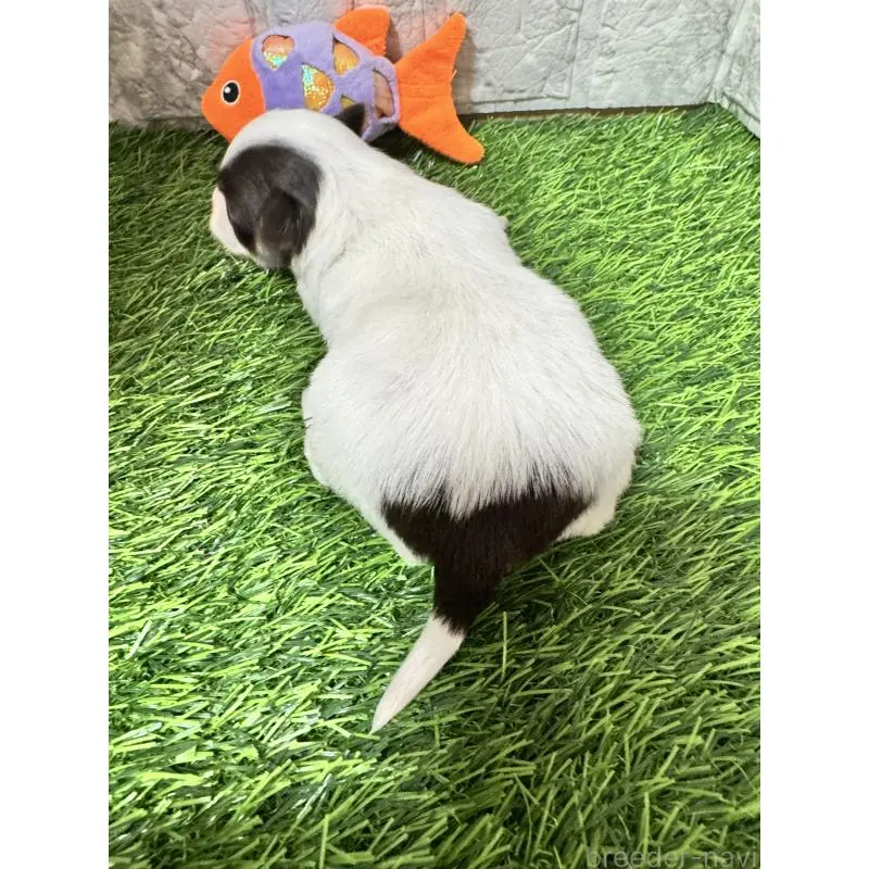 販売中の茨城県のチワワ(ロングコート)-454515の7枚目