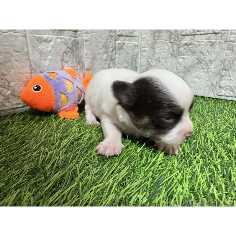 販売中の茨城県のチワワ(ロングコート)-454515の5枚目