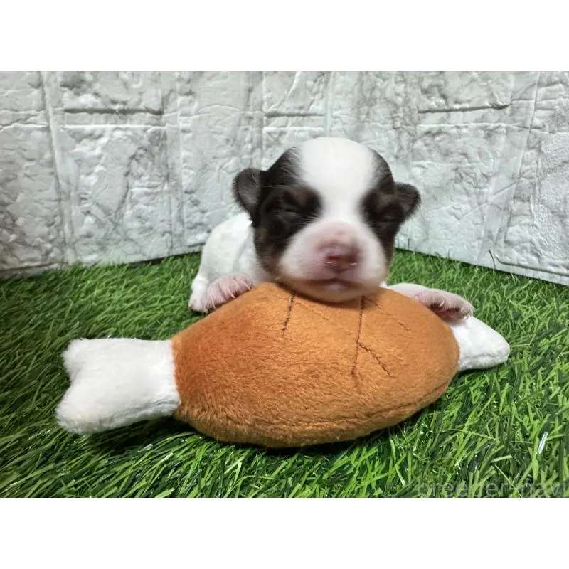 販売中の茨城県のチワワ(ロングコート)-454515の4枚目