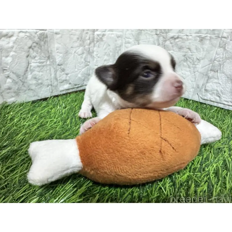 販売中の茨城県のチワワ(ロングコート)-454515の3枚目