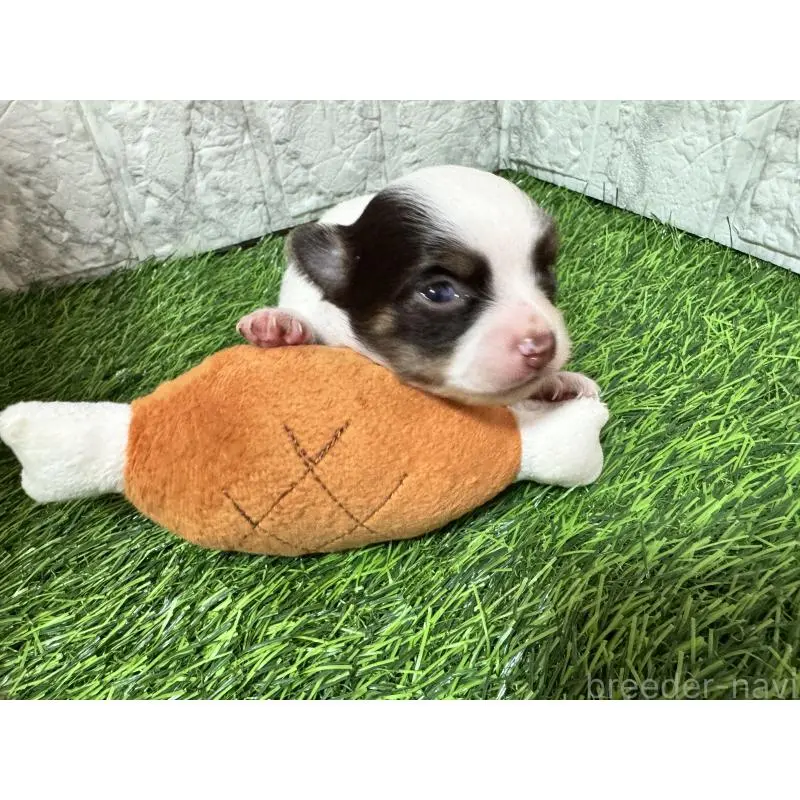 販売中の茨城県のチワワ(ロングコート)-454515の2枚目