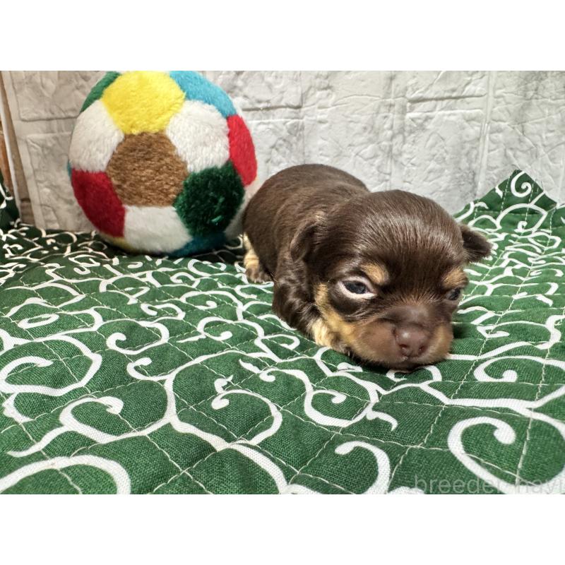 販売中の茨城県のチワワ(ロングコート)-454516の4枚目