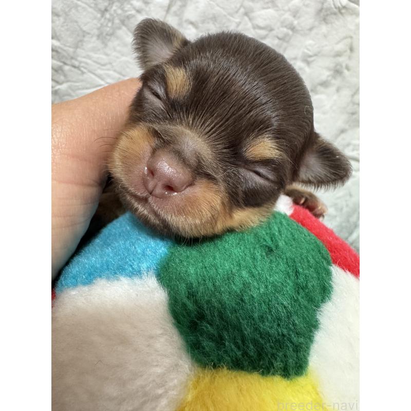 販売中の茨城県のチワワ(ロングコート)-454516の3枚目