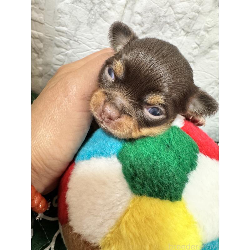 販売中の茨城県のチワワ(ロングコート)-454516の2枚目