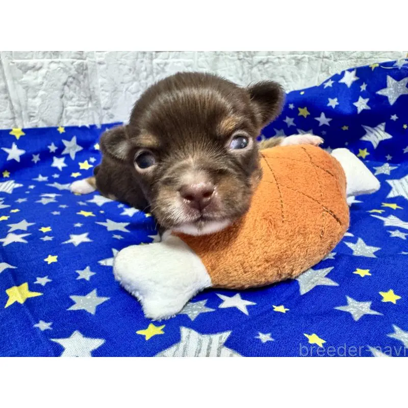 販売中の茨城県のチワワ(ロングコート)-454517の3枚目