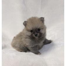 ♀︎ポメラニアン