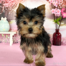 オンライン見学