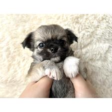 ♀︎チワワ(ロングコート)