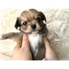 オンライン見学