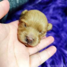 ♀︎ポメプー:ポメラニアン×トイプードル