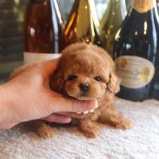 ♀︎タイニープードル