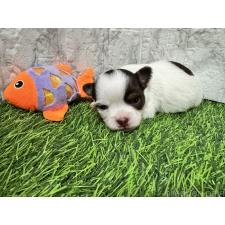 ♀︎チワワ(ロングコート)